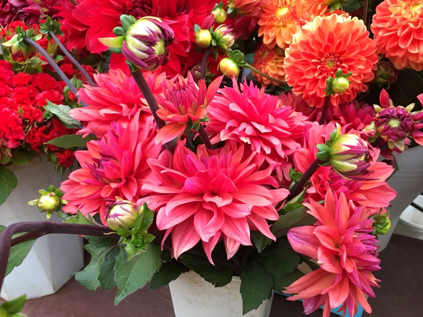 Dahlias rouges et corail