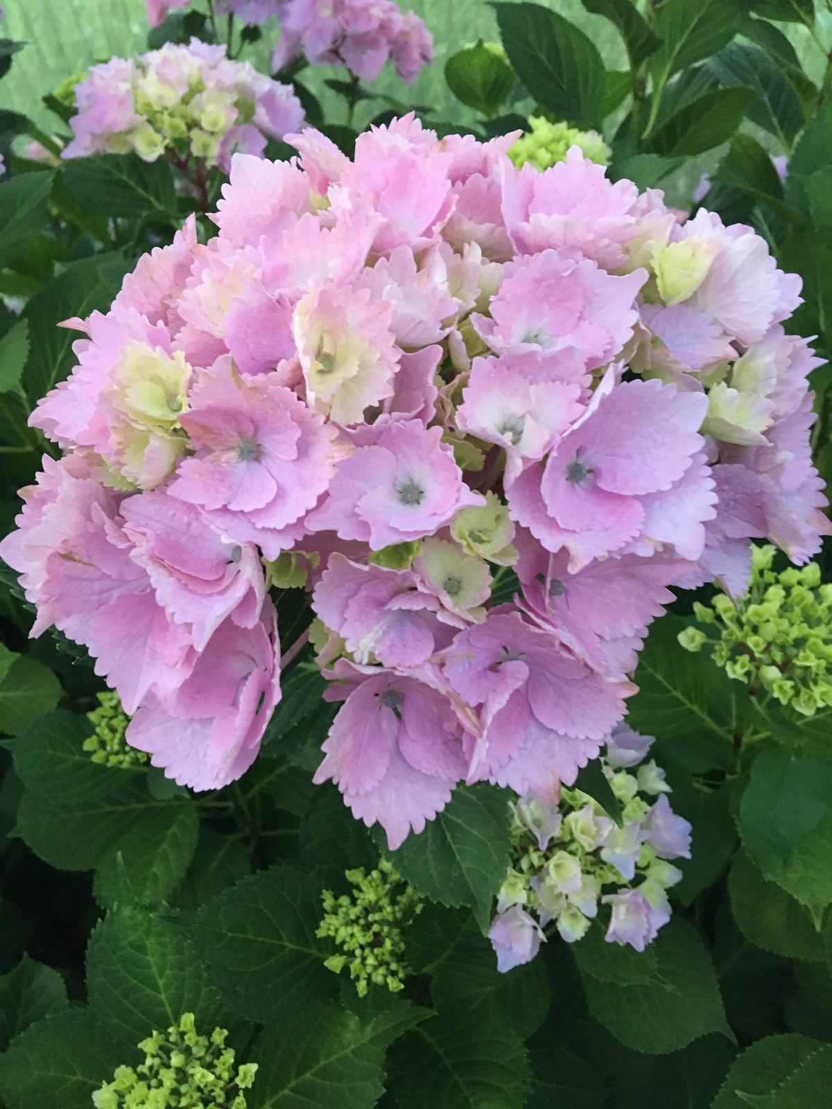 Hortensia rose pâle