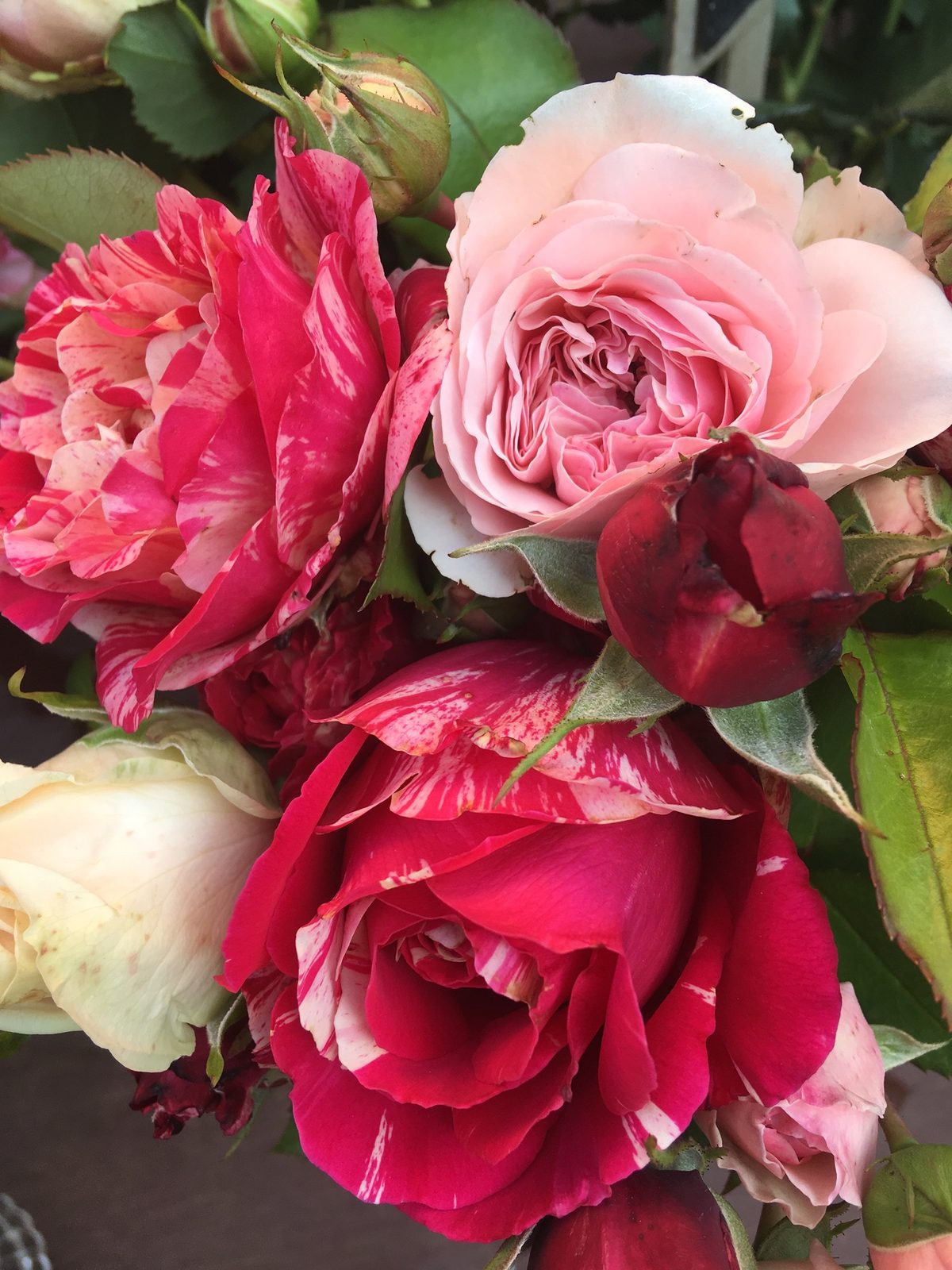 Roses rouges et roses tendres