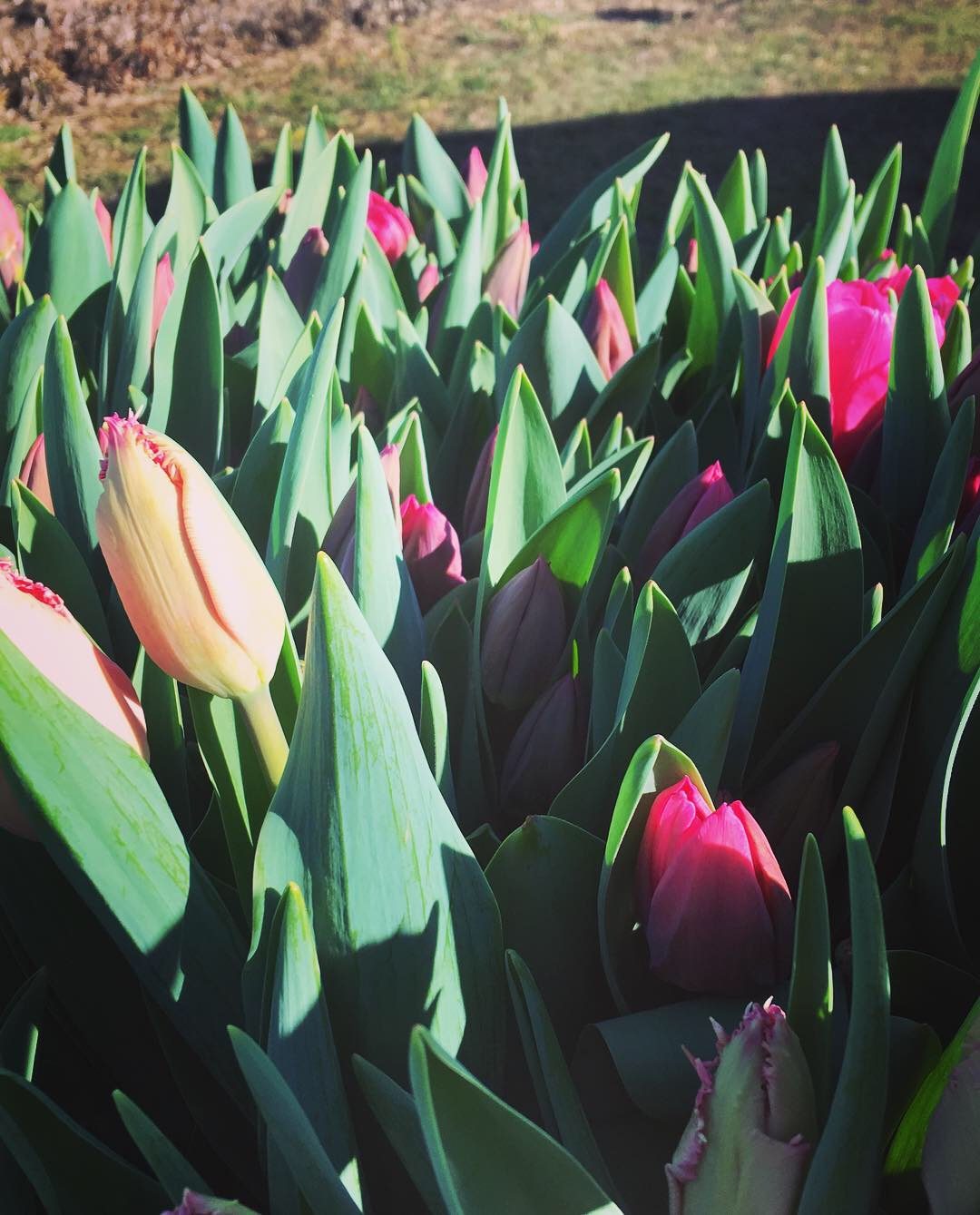 Tulipes en boutons